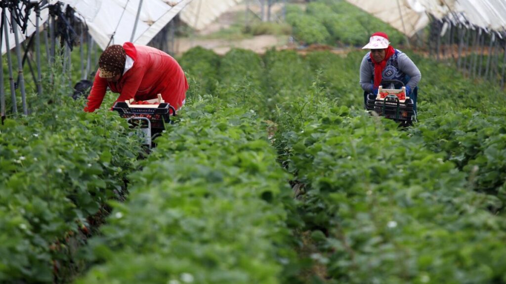 إسبانيا توافق على استقبال آلاف العاملات المغربيات الموسميات لجني الفراولة