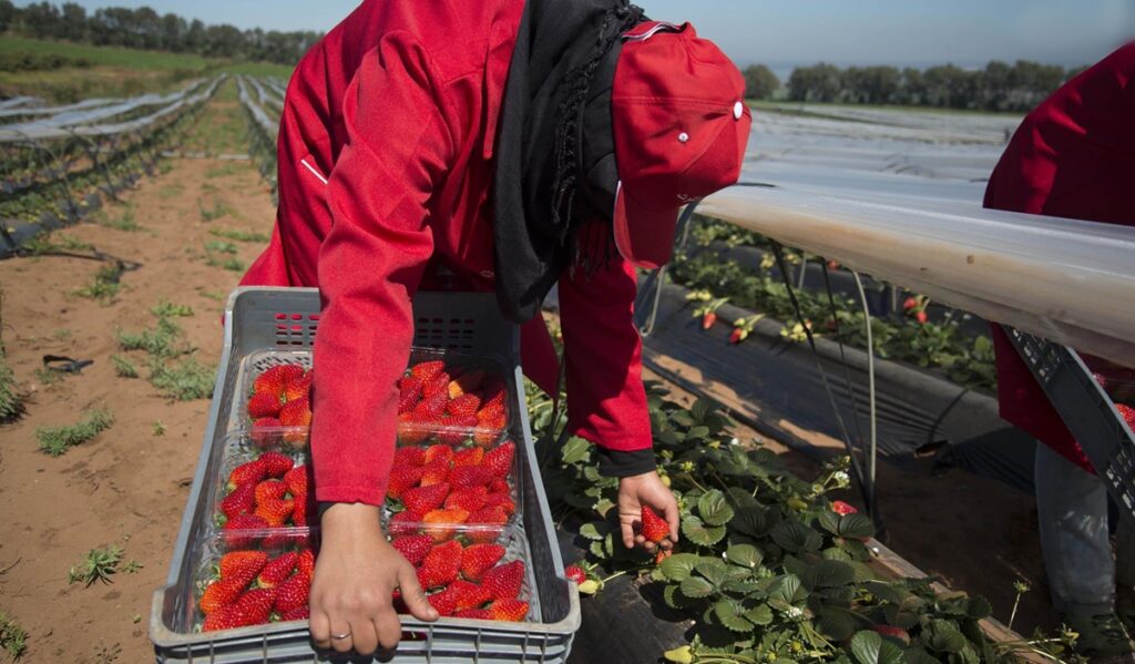 إسبانيا تستأجر 11 ألف عامل موسمي مغربي لحصاد الفراولة