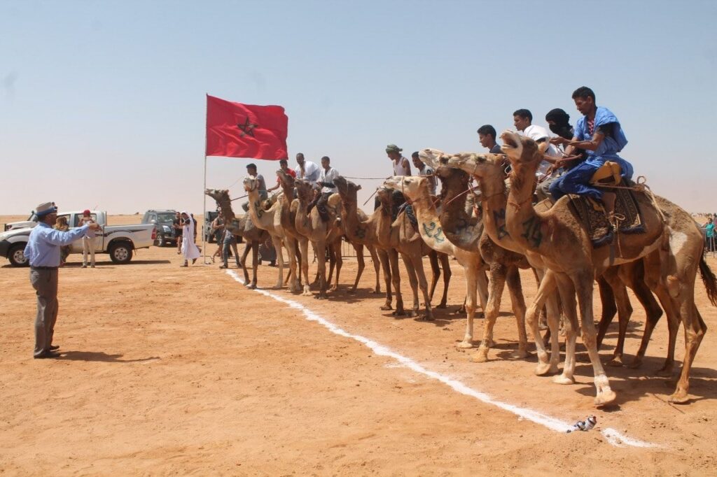 تنظيم منافسات البطولة الوطنية لسباقات الهجن