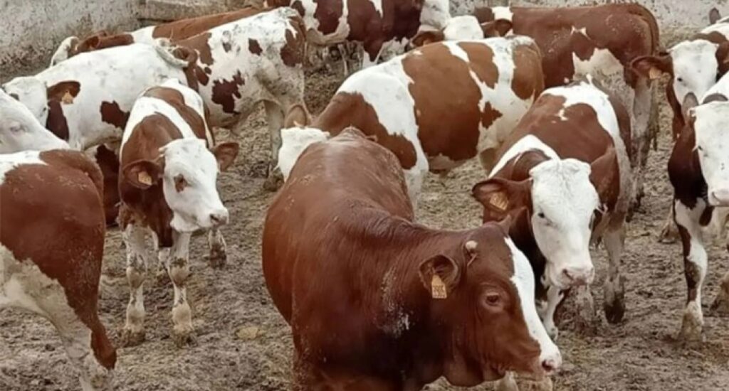 جهة الدار البيضاء- سطات: استيراد 7.048 رأسا من الماشية موجهة للذبح