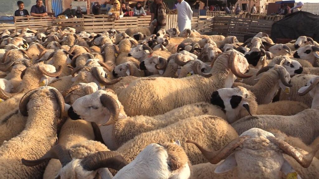 المندوبية السامية للتخطيط: عيد الأضحى.. نفقات الأسر تقدر بأكثر من 18 مليار درهم