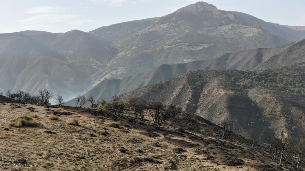 المدير الإقليمي للمياه والغابات: السيطرة بالكامل على حريق غابة مغراوة بتازة
