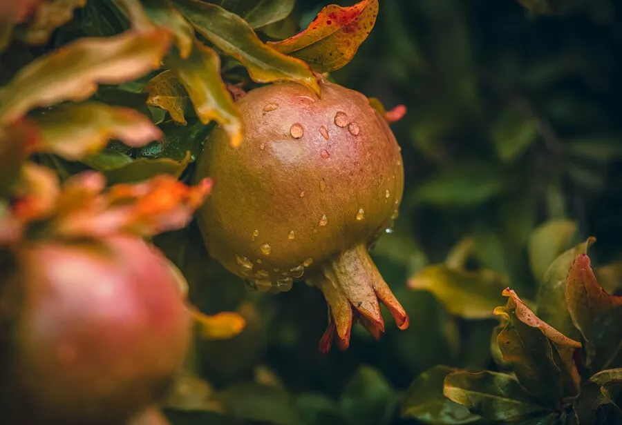 تأثير التغيرات المناخية على المحاصيل: الأبعاد الزراعية