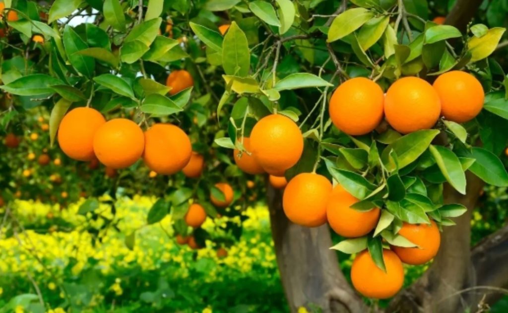 إنتاج الحوامض بحوض ملوية يتجاوز 405 آلاف طن في الموسم الفلاحي 2025-2026