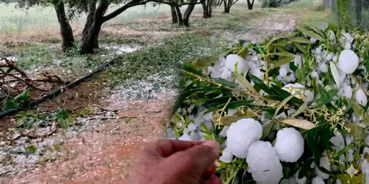 عواصف “التبروري” تضرب قلعة السراغنة وتخلّف خسائر فلاحية جسيمة