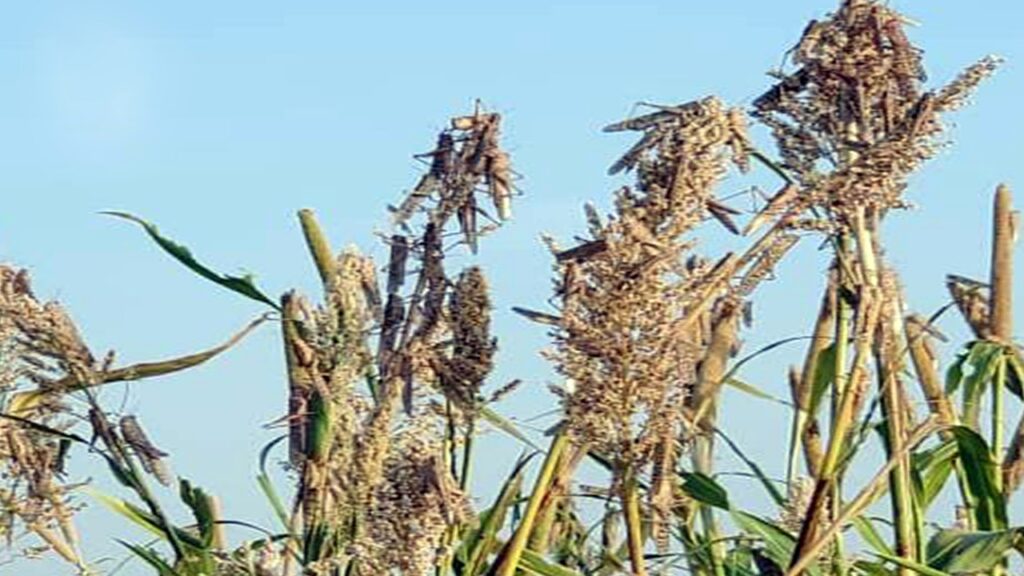 تحذيرات “الفاو” من تنامي الجراد الصحراوي بالمغرب ودعوات لتكثيف جهود المكافحة