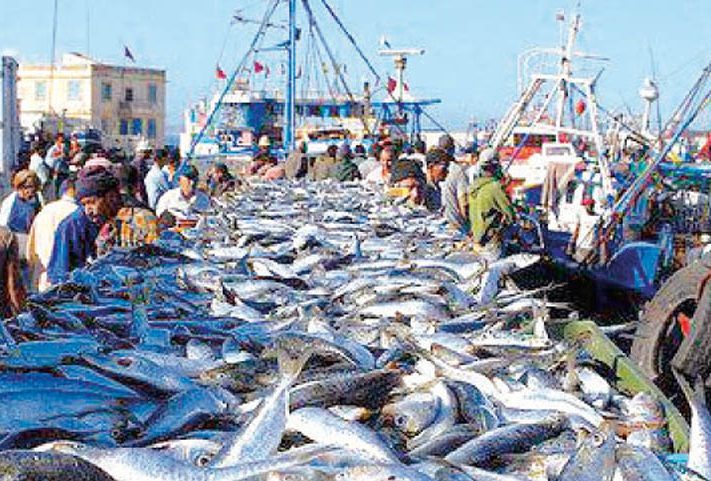 الصيد البحري.. قيمة المنتجات المسوقة بلغت أزيد من 3,11 مليار درهم