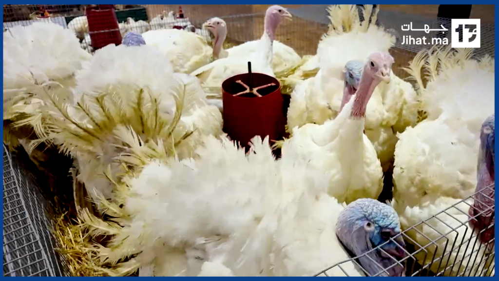 دجاج من كل الأنواع فمعرض مكناس… أشكال وألوان كتبهر