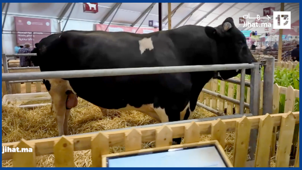 رقم صادم في المعرض الفلاحي بمكناس: عجل بوزن 1340 كيلو يخطف الأنظار