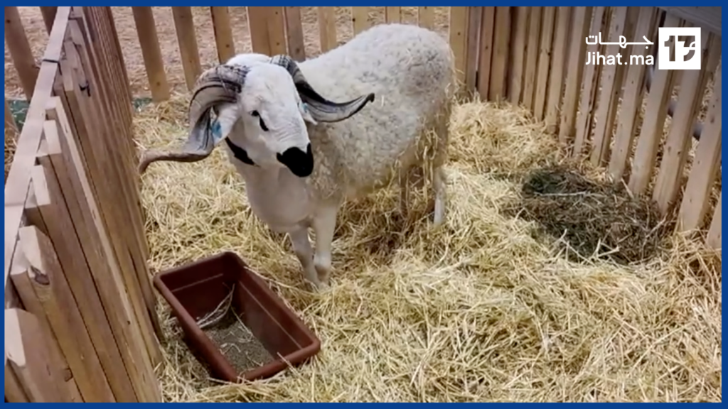 ماشي عادي …شوفو أكبر خروف فالمعرض الدولي للفلاحة كيوزن 138 كيلو