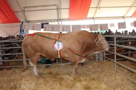 إقبال كثيف على أقطاب المنتوجات المجالية وتربية المواشي في الملتقى الدولي للفلاحة بمكناس