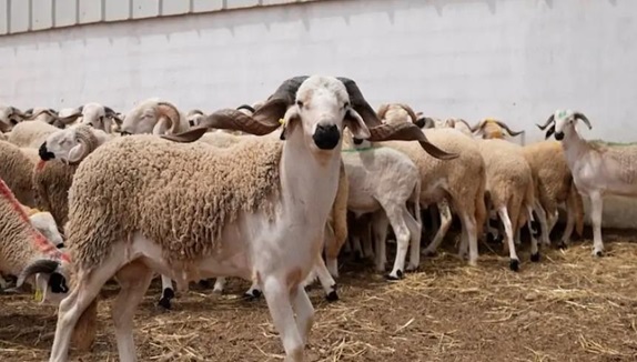 معرض الفلاحة : بنعلي يحمل المضاربين مسؤولية غلاء المواشي رغم تحسن الموسم