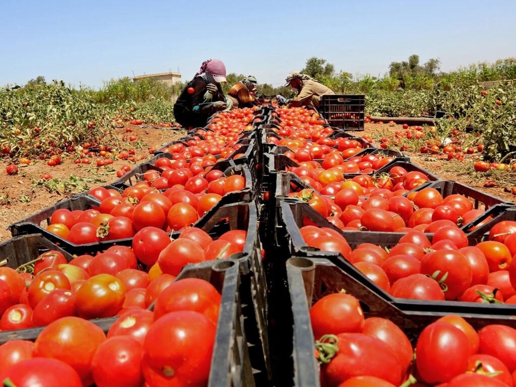 الطماطم المغربية تحقق 745 ألف طن من الصادرات