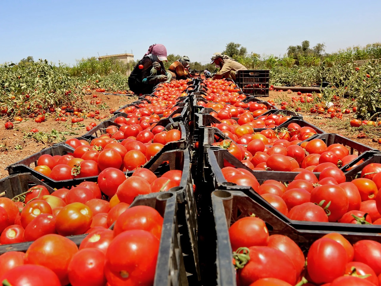الطماطم المغربية تحقق 745 ألف طن من الصادرات
