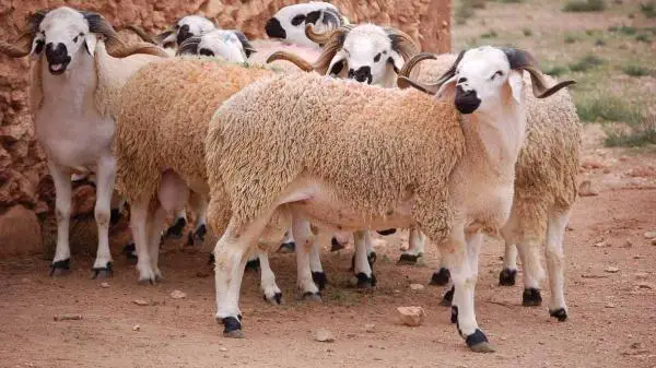 “أونسا” يعبّئ آلياته لحماية القطيع وضمان سلامة الأضاحي قبيل عيد الأضحى