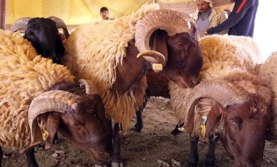 جهة الشرق ترفع درجة التأهب لضمان وفرة الأضاحي وسلامتها الصحية قبل العيد