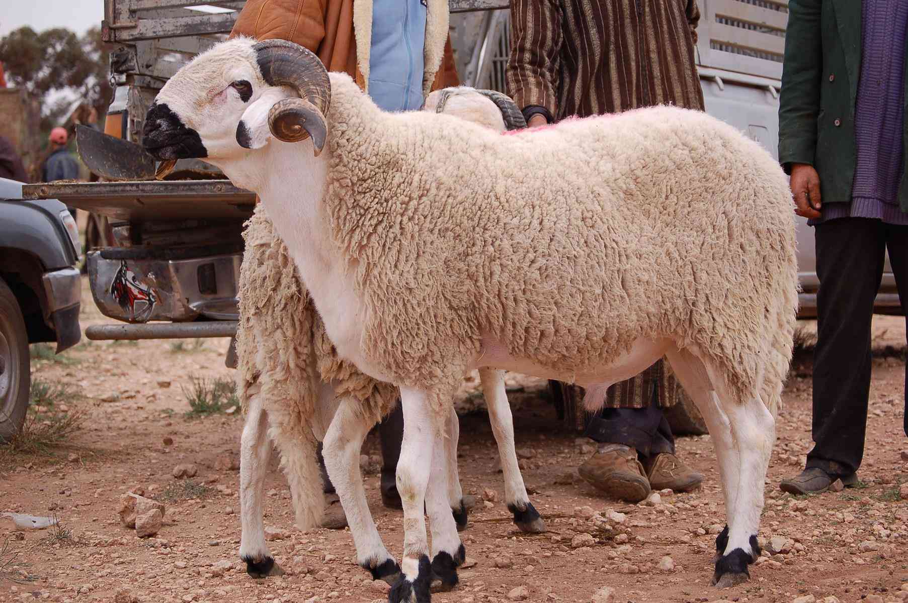 تشديد الرقابة على أسواق الأضاحي.. منع بيع الأغنام داخل المرائب والمنازل بالمغرب