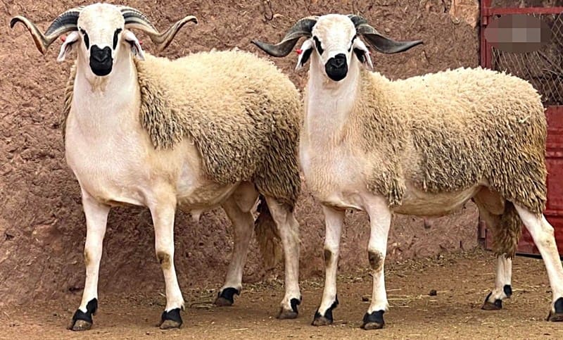 جهة الرباط-سلا-القنيطرة.. عرض وفير من الأضاحي وتعبئة متواصلة لتتبع ومراقبة الأسواق