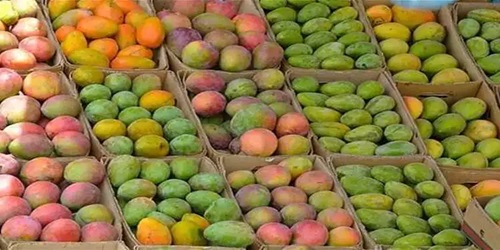 واردات المغرب من المانغو والغوافة تسجل رقماً قياسياً بارتفاع 40% خلال 2025