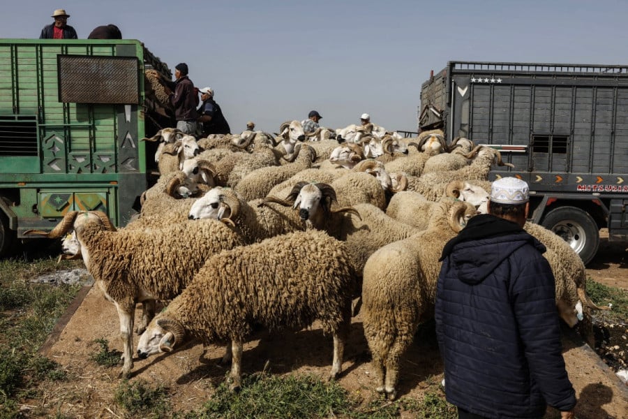 اختفاء أضاحي العيد من أسواق جهات المملكة يشعل غضب النقابات