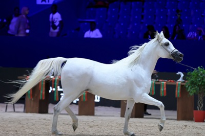 الرباط : نهائيات كأس الإمارات العالمي لجمال الخيل العربية وتتويج المتفوقين في نسخة 2026