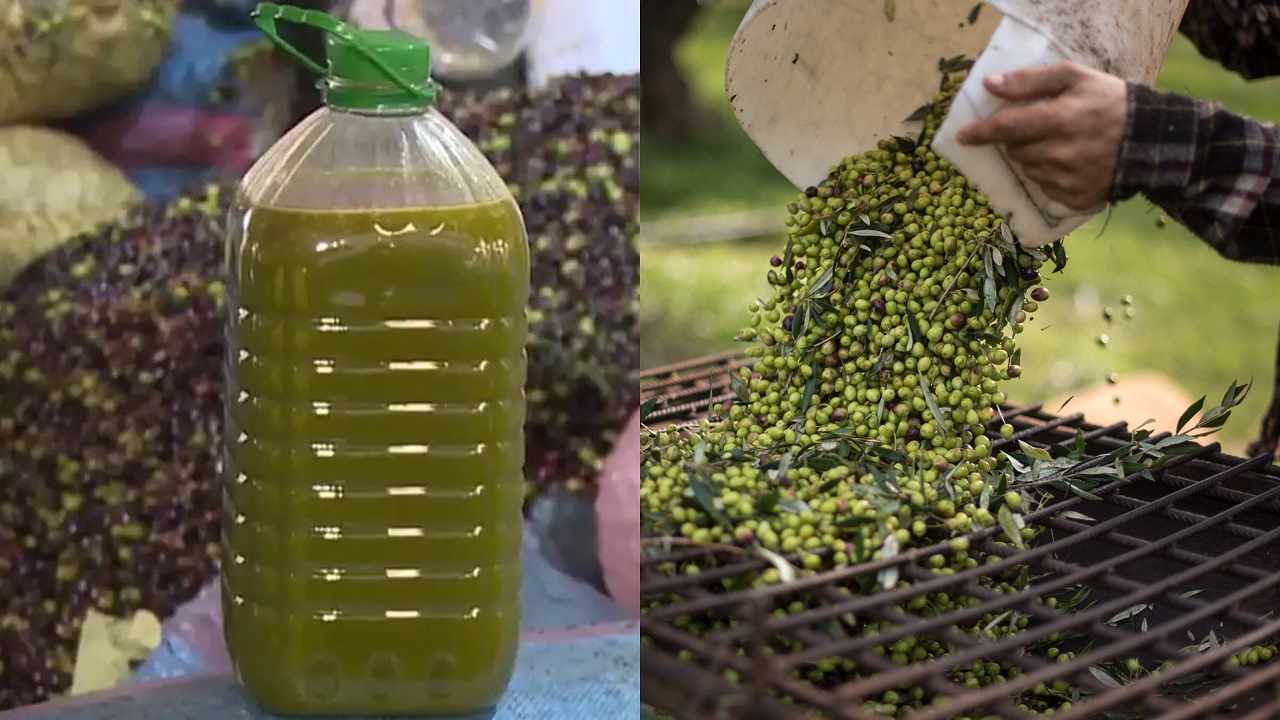 بأكثر من 10 آلاف طن.. المغرب يحقق طفرة غير مسبوقة في سوق زيت الزيتون الأوروبي