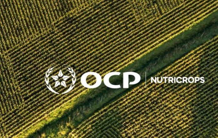 الطلب العالمي يدفع OCP Nutricrops لزيادة الإنتاج