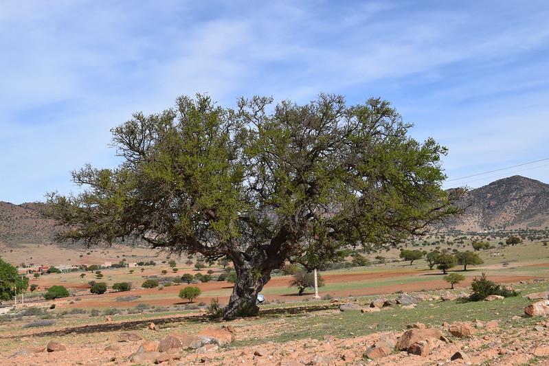 شجرة الأركان.. من ذاكرة الأرض المغربية إلى واجهة “الفاو” بروما