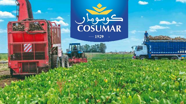 “كوسومار” تستثمر في السلسلة السكرية و”الفيدرالية” تستهدف 63 ألف هكتار